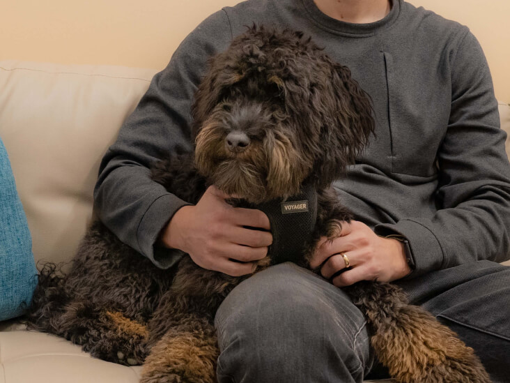 How Old Does A Dog Need To Be Neutered